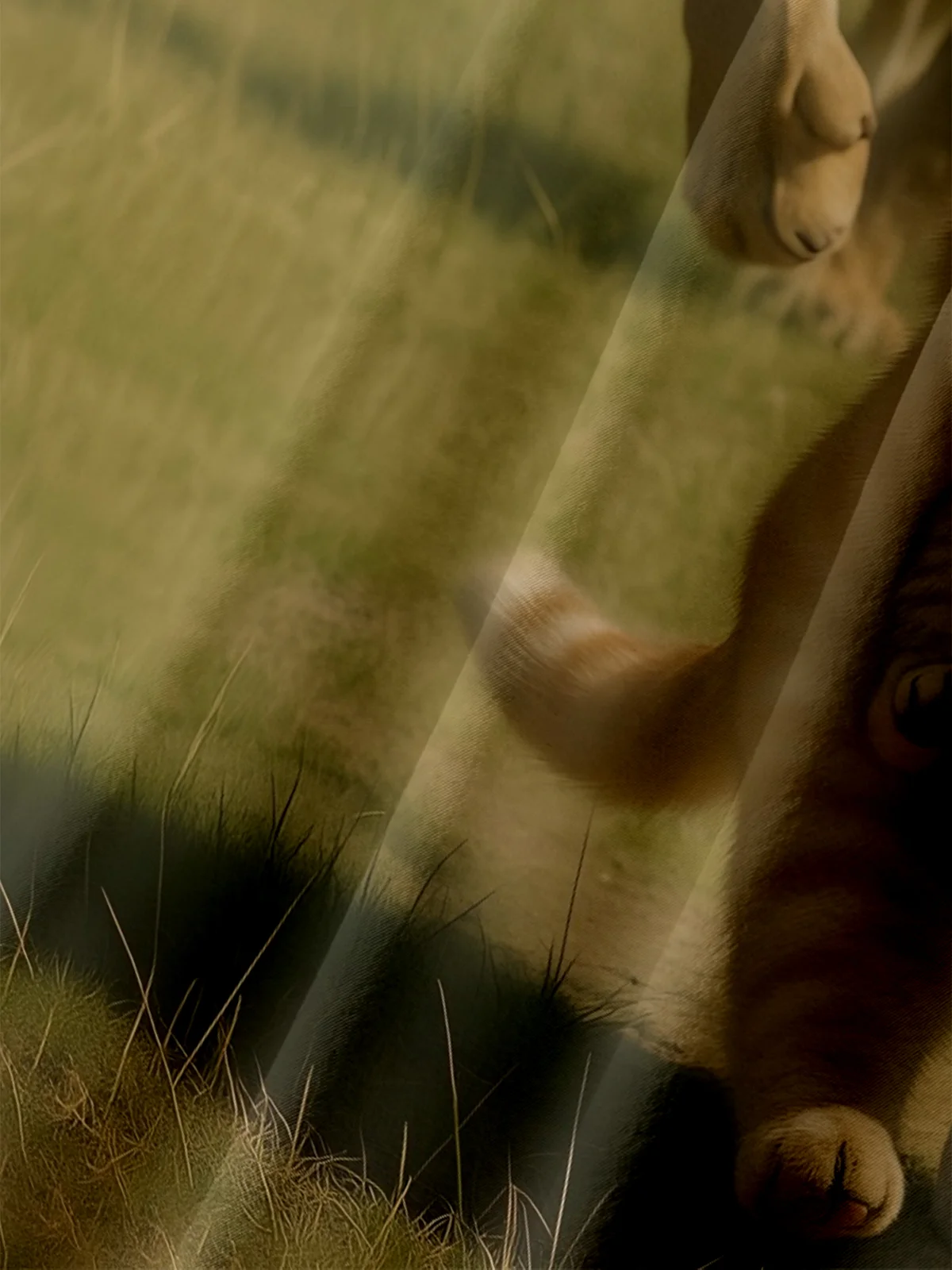 Moisture Wicking, Fun Cat Stealing Lion Chest Pocket Holiday Shirt