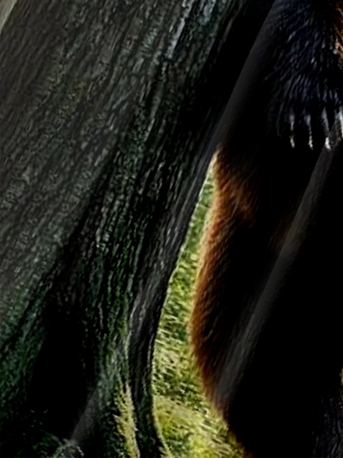 Moisture-wicking Brown Bear Fun Beer Chest Pocket Hawaiian Shirt