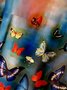 Butterfly Chest Pocket Short Sleeve Hawaiian Shirt